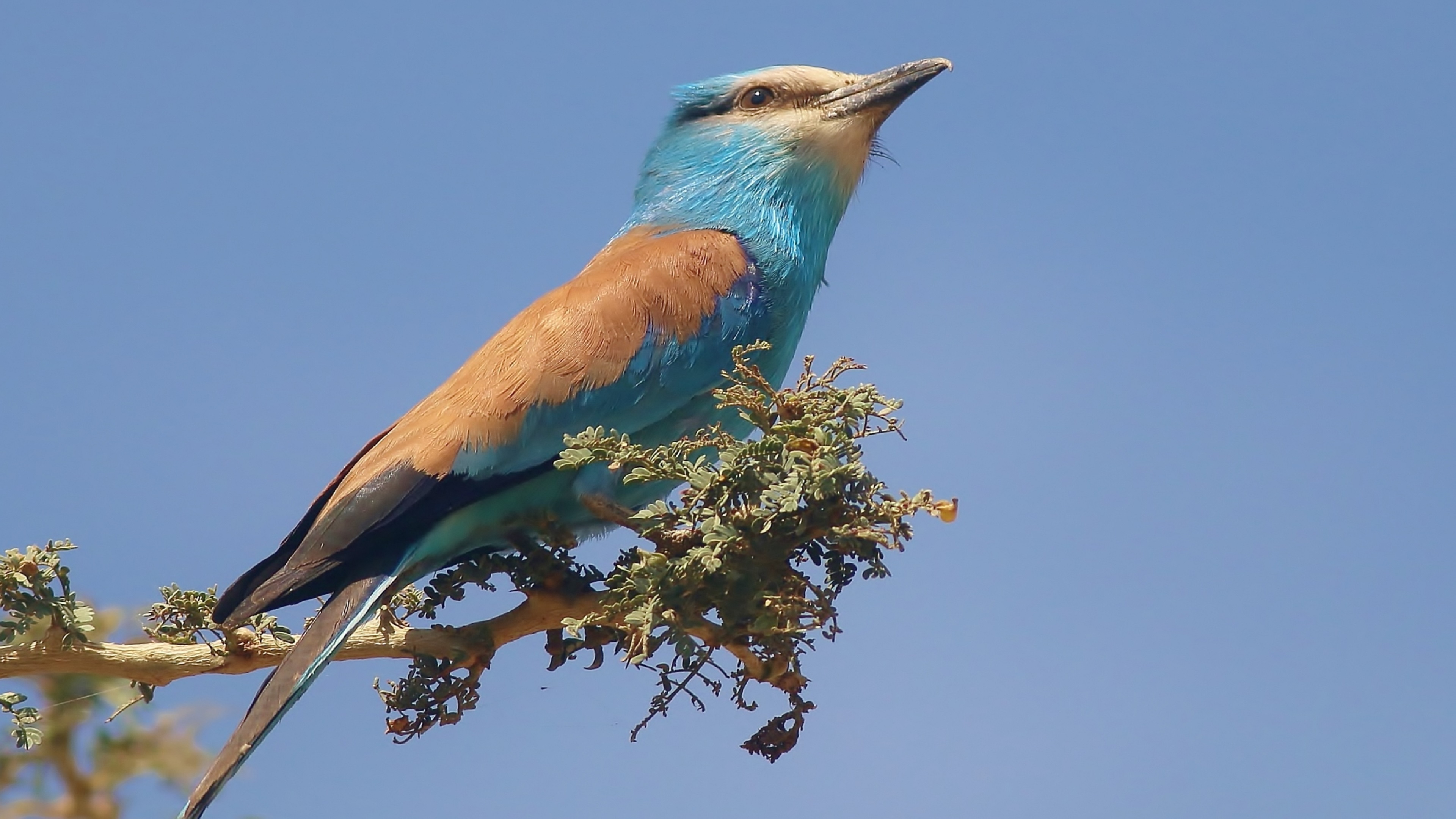 Abyssinian Roller — Ana fotoğraf